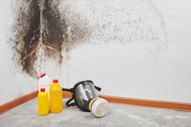 Attic Mold Removal in Soda Springs, ID