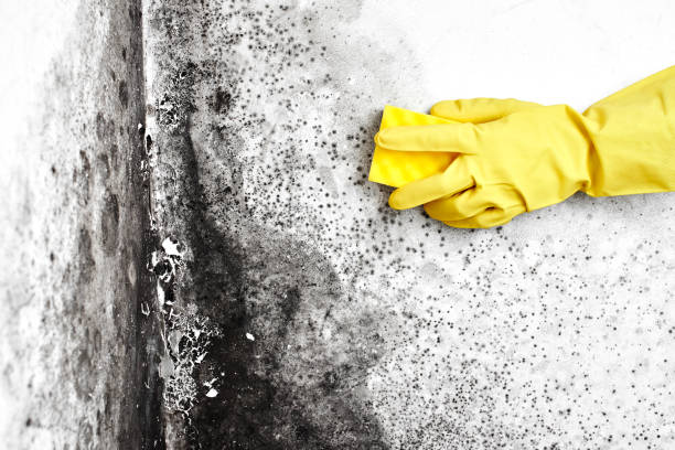 Best Toxic Mold Removal  in Soda Springs, ID