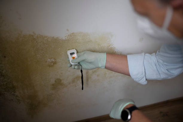 Best Residential Mold Removal  in Soda Springs, ID