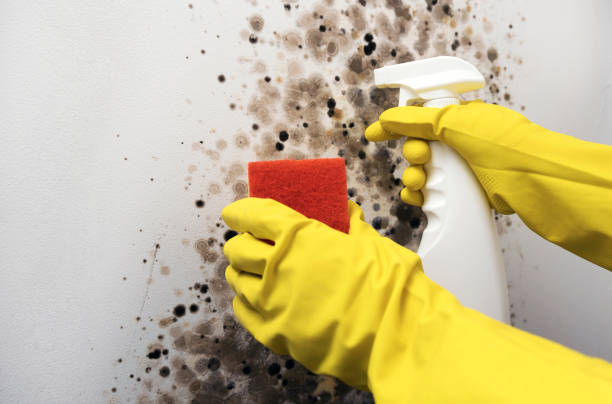 Best Mold Damage Repair  in Soda Springs, ID